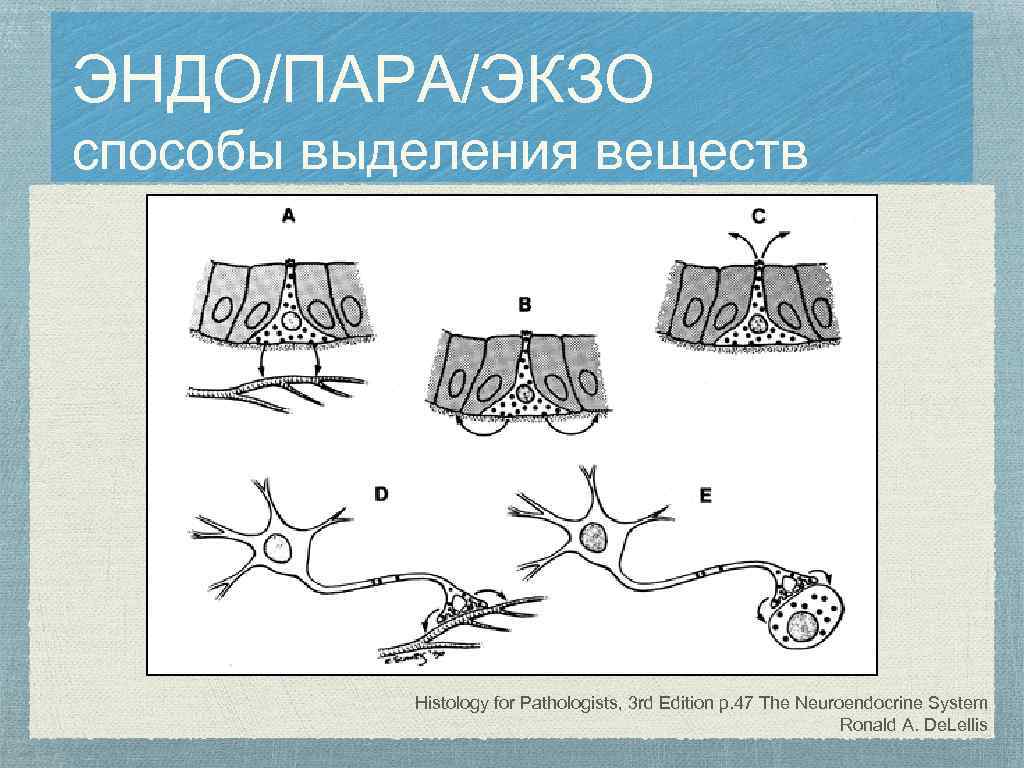 ЭНДО/ПАРА/ЭКЗО способы выделения веществ Histology for Pathologists, 3 rd Edition p. 47 The Neuroendocrine