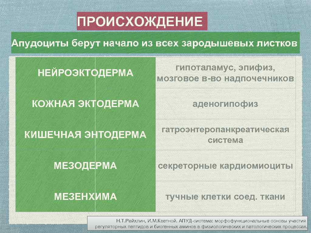 ПРОИСХОЖДЕНИЕ Апудоциты берут начало из всех зародышевых листков НЕЙРОЭКТОДЕРМА гипоталамус, эпифиз, мозговое в-во надпочечников