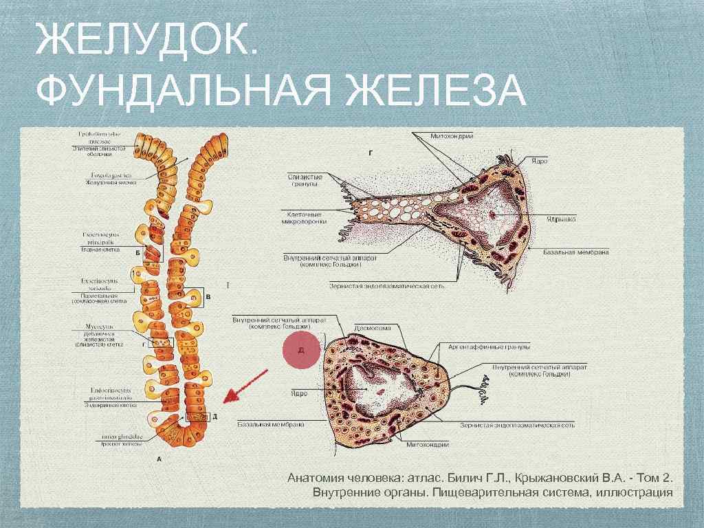 ЖЕЛУДОК. ФУНДАЛЬНАЯ ЖЕЛЕЗА Анатомия человека: атлас. Билич Г. Л. , Крыжановский В. А. -