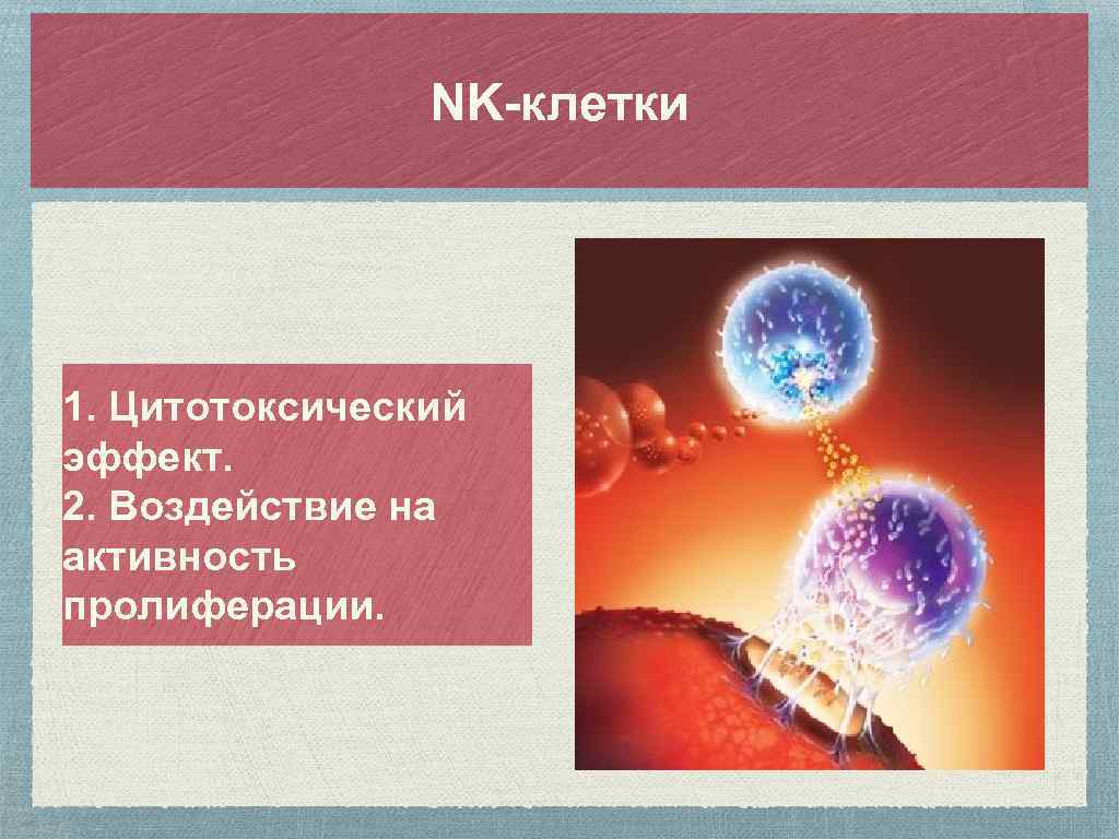 NK-клетки 1. Цитотоксический эффект. 2. Воздействие на активность пролиферации. 