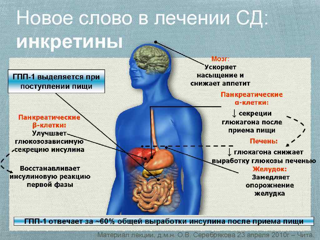 Новое слово в лечении СД: инкретины Материал лекции, д. м. н. О. В. Серебрякова