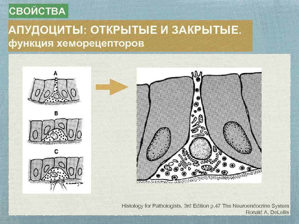 СВОЙСТВА АПУДОЦИТЫ: ОТКРЫТЫЕ И ЗАКРЫТЫЕ. функция хеморецепторов Histology for Pathologists, 3 rd Edition p.