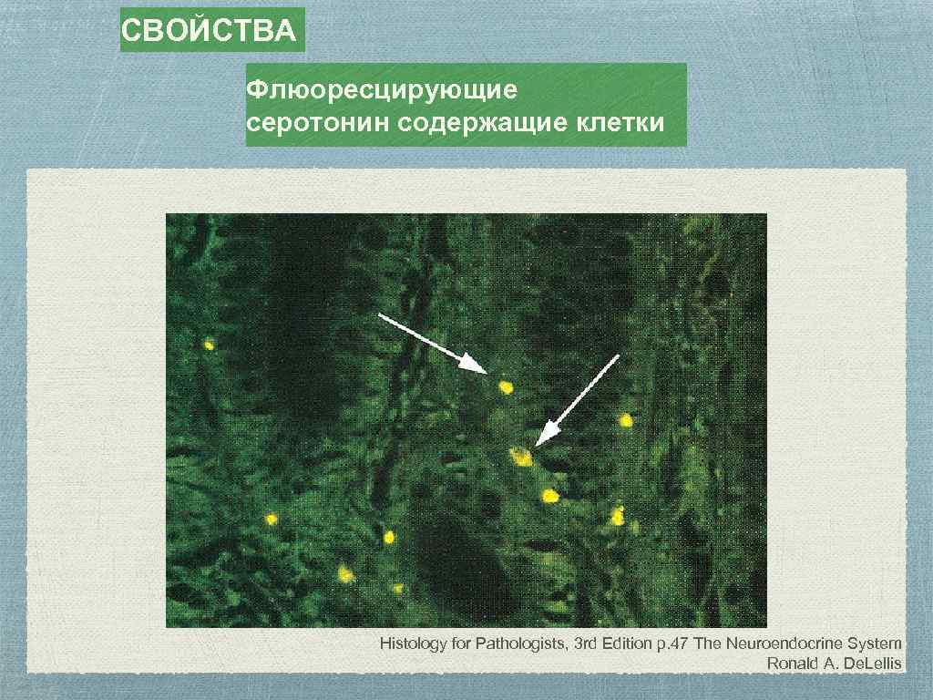 СВОЙСТВА Флюоресцирующие серотонин содержащие клетки Histology for Pathologists, 3 rd Edition p. 47 The