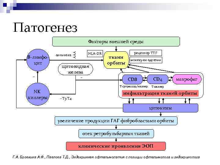 Патогенез Факторы внешней среды YYY В-лимфоцит антитела HLA-DR щитовидная железа ткани орбиты рецептор ТТГ