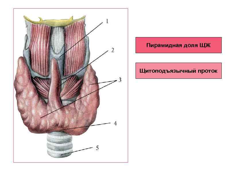 Пирамидная доля ЩЖ Щитоподъязычный проток 