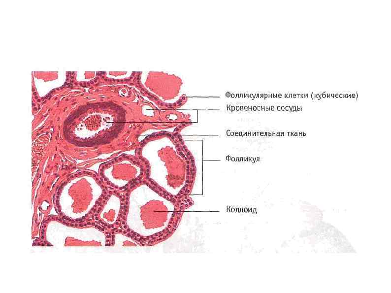 Фолликулярные железы. Щитовидная железа гистология препарат. Структура щитовидной железы гистология. Клетки щитовидной железы гистология. Строение щитовидной железы гистология препарат.