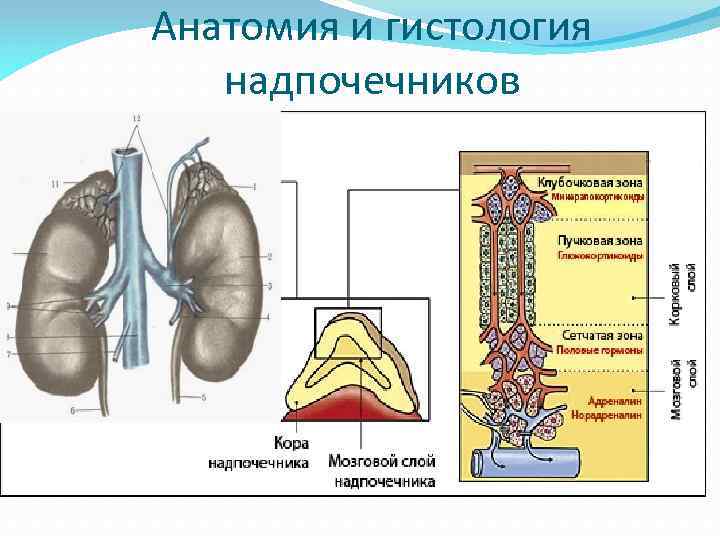 Анатомия и гистология надпочечников 