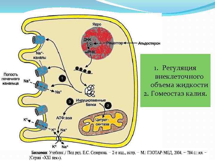 1. Регуляция внеклеточного объема жидкости 2. Гомеостаз калия. 