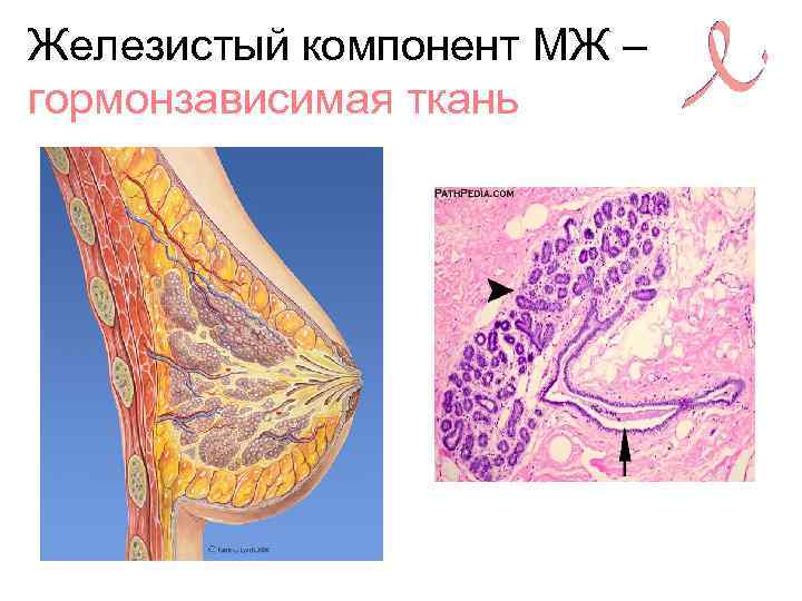 Железистая ткань что это. Молочная железа железистая ткань. Железистая ткань в молочной железе. Гландулярная ткань молочной железы.