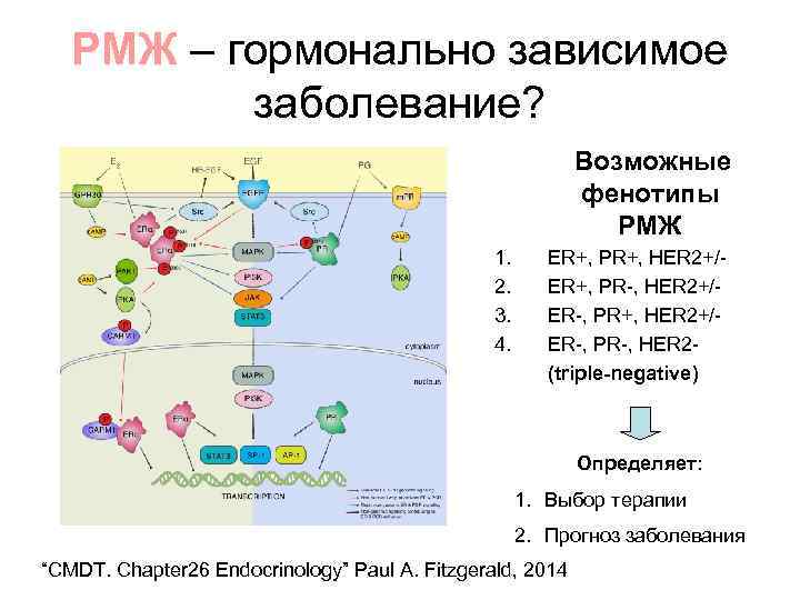 РМЖ – гормонально зависимое заболевание? Возможные фенотипы РМЖ 1. 2. 3. 4. ER+, PR+,