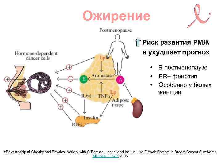 Ожирение Риск развития РМЖ и ухудшает прогноз • В постменопаузе • ER+ фенотип •