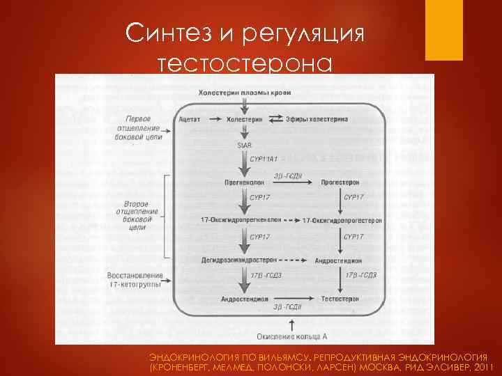 Михель фон вольфф петра штуте гинекологическая эндокринология и репродуктивная медицина