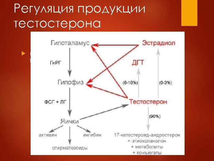 Регуляция продукции тестостерона (картинка с регуляцией продукции тестостерона) 