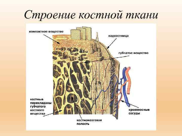 Строение костной ткани 
