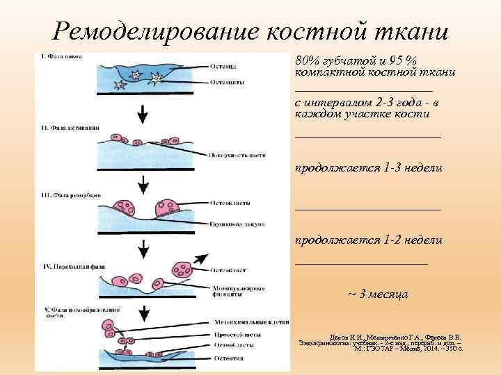 Ремоделирование костной ткани 80% губчатой и 95 % компактной костной ткани _________ с интервалом