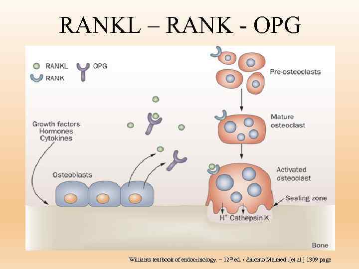 RANKL – RANK - OPG Williams textbook of endocrinology. – 12 th ed. /