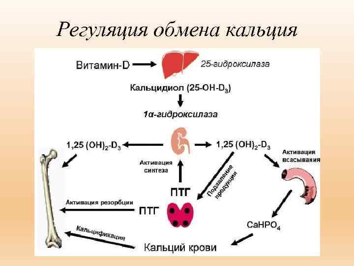 На рисунке изображена схема объясняющая механизм поддержания концентрации кальция в организме впр