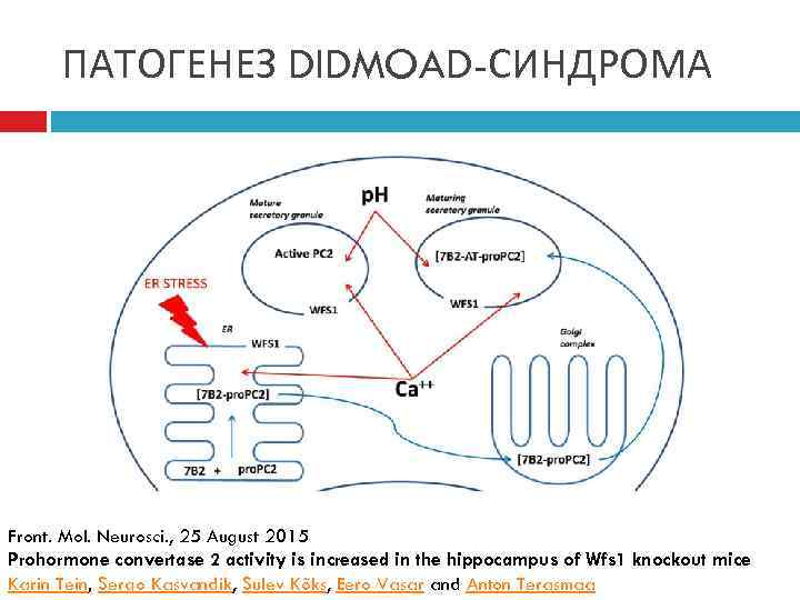 ПАТОГЕНЕЗ DIDMOAD-СИНДРОМА Front. Mol. Neurosci. , 25 August 2015 Prohormone convertase 2 activity is