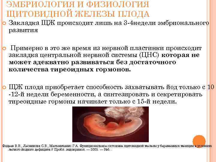 ЭМБРИОЛОГИЯ И ФИЗИОЛОГИЯ ЩИТОВИДНОЙ ЖЕЛЕЗЫ ПЛОДА Закладка ЩЖ происходит лишь на 3 -4 недели
