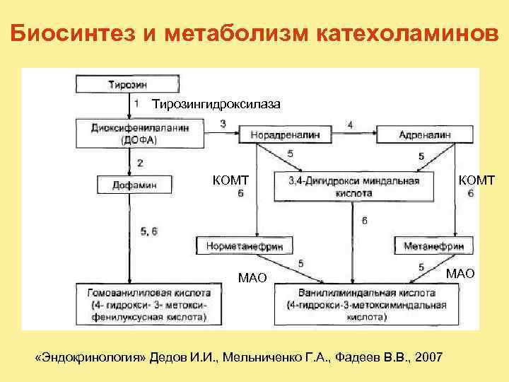 Биосинтез и метаболизм катехоламинов Тирозингидроксилаза КОМТ МАО «Эндокринология» Дедов И. И. , Мельниченко Г.