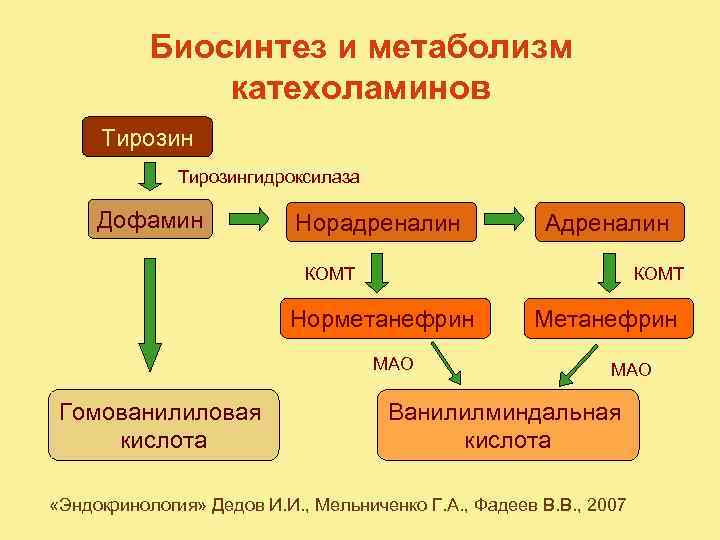 Биосинтез и метаболизм катехоламинов Тирозингидроксилаза Дофамин Норадреналин Адреналин КОМТ Норметанефрин МАО Гомованилиловая кислота Метанефрин
