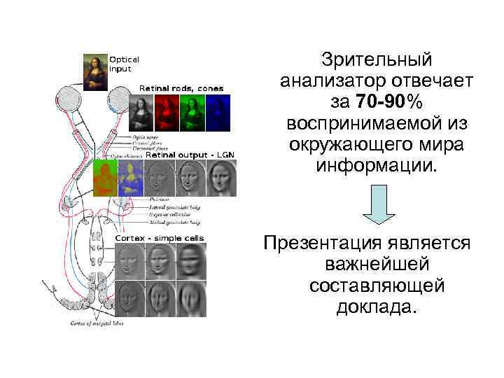 Зрительный анализатор отвечает за 70 -90% воспринимаемой из окружающего мира информации. Презентация является важнейшей