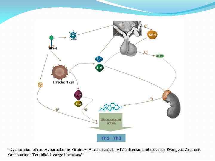  «Dysfunction of the Hypothalamic-Pituitary-Adrenal axis in HIV infection and disease» Evangelia Zapanti 1,