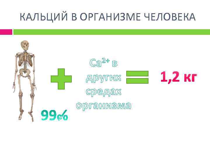 КАЛЬЦИЙ В ОРГАНИЗМЕ ЧЕЛОВЕКА Са 2+ в других средах организма 1, 2 кг 