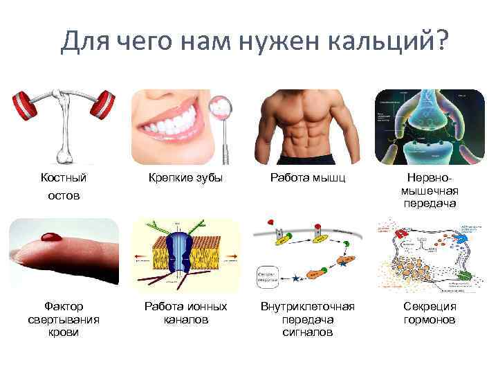 Для чего нам нужен кальций? Костный остов Крепкие зубы Работа мышц Нервномышечная передача Фактор