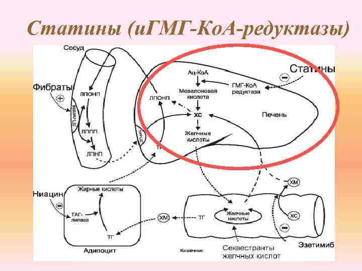 Статины (и. ГМГ-Ко. А-редуктазы) 