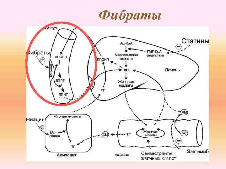 Фибраты 