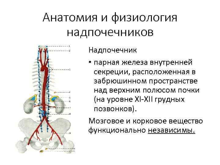 Анатомия и физиология надпочечников Надпочечник • парная железа внутренней секреции, расположенная в забрюшинном пространстве