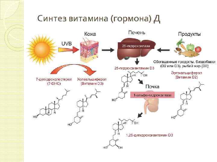 Синтез витамина (гормона) Д 