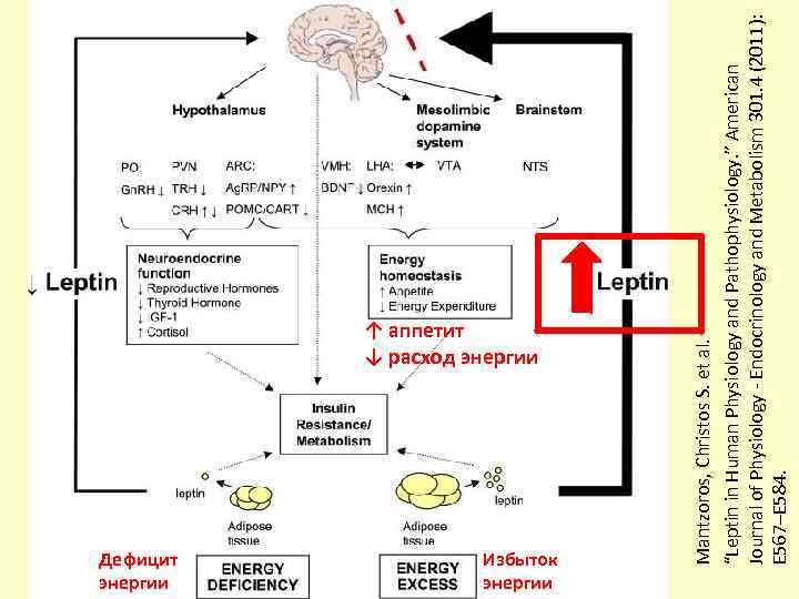 Дефицит энергии Избыток энергии Mantzoros, Christos S. et al. “Leptin in Human Physiology and