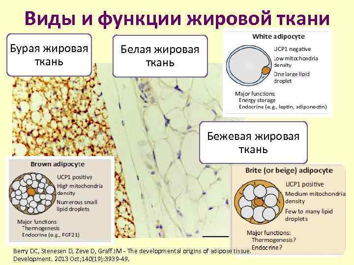 Виды и функции жировой ткани Бурая жировая ткань Белая жировая ткань Бежевая жировая ткань
