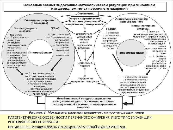 ПАТОГЕНЕТИЧЕСКИЕ ОСОБЕННОСТИ ПЕРВИЧНОГО ОЖИРЕНИЯ И ЕГО ТИПОВ У ЖЕНЩИН РЕПРОДУКТИВНОГО ВОЗРАСТА Пинхасов Б. Б.