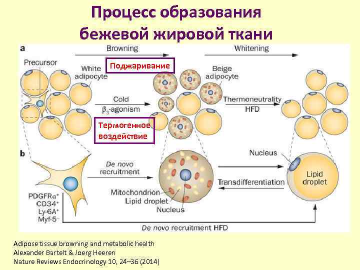 Процесс образования бежевой жировой ткани Поджаривание Термогенное воздействие Adipose tissue browning and metabolic health