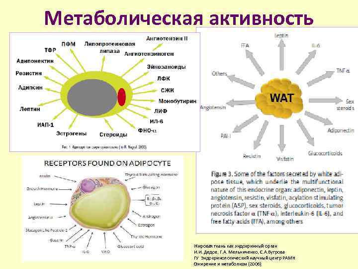 Метаболическая активность Жировая ткань как эндокринный орган И. И. Дедов, Г. А. Мельниченко, С.
