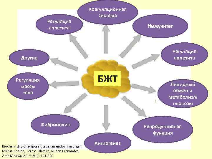 Регуляция аппетита Коагуляционная система Иммунитет Регуляция аппетита Другие БЖТ Регуляция массы тела Фибринолиз Biochemistry