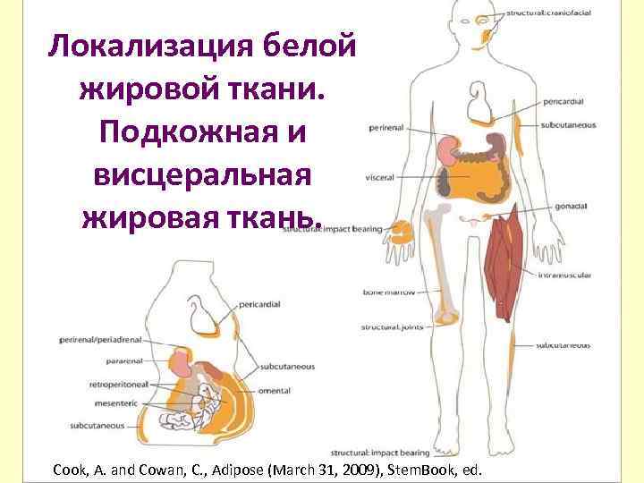 Локализация белой жировой ткани. Подкожная и висцеральная жировая ткань. Cook, A. and Cowan, C.
