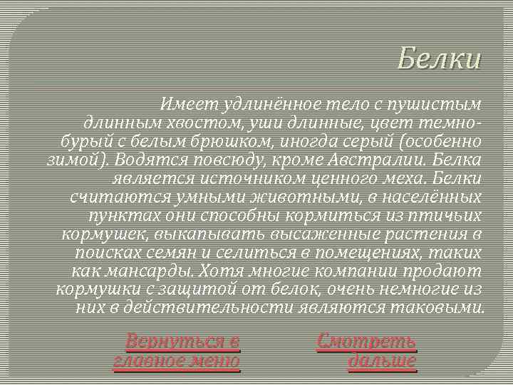 Белки Имеет удлинённое тело с пушистым длинным хвостом, уши длинные, цвет темнобурый с белым