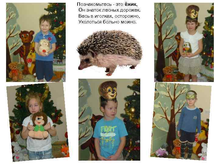 Познакомьтесь - это ёжик, Он знаток лесных дорожек. Весь в иголках, осторожно, Уколоться больно