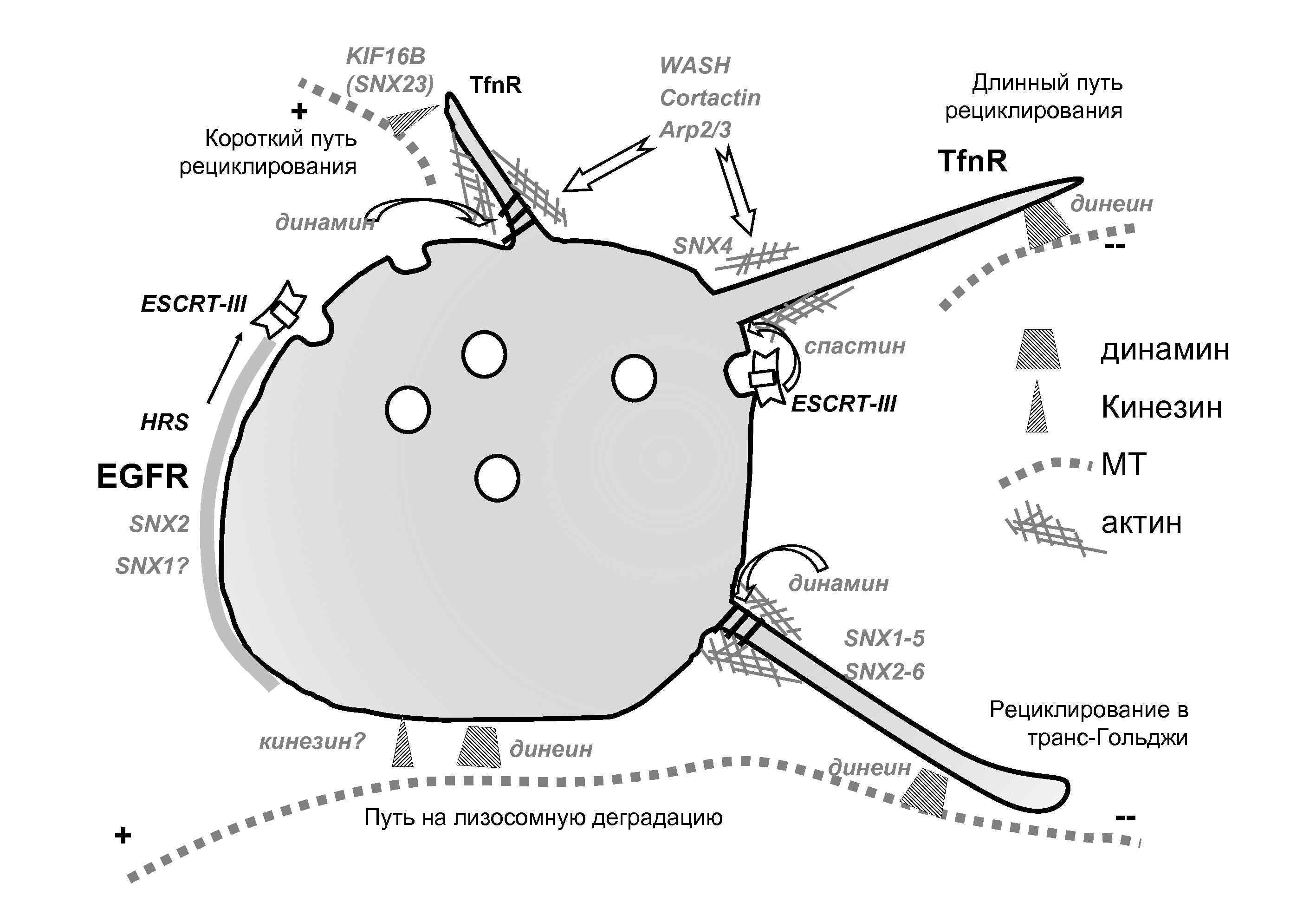 + KIF 16 B (SNX 23) Tfn. R Короткий путь рециклирования WASH Cortactin Arp