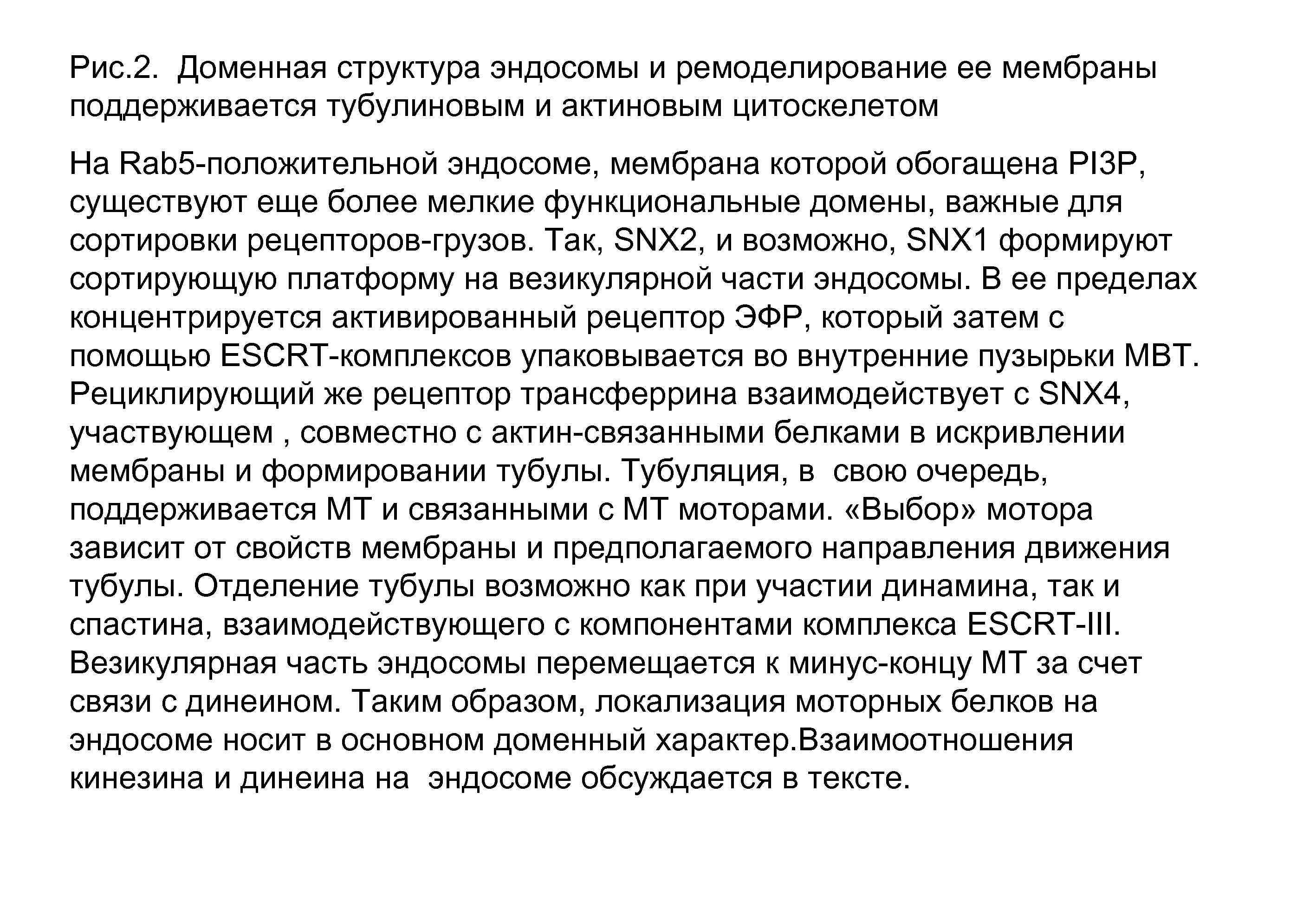 Рис. 2. Доменная структура эндосомы и ремоделирование ее мембраны поддерживается тубулиновым и актиновым цитоскелетом