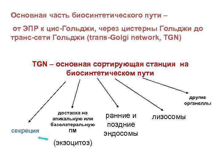 Основная часть биосинтетического пути – от ЭПР к цис-Гольджи, через цистерны Гольджи до транс-сети
