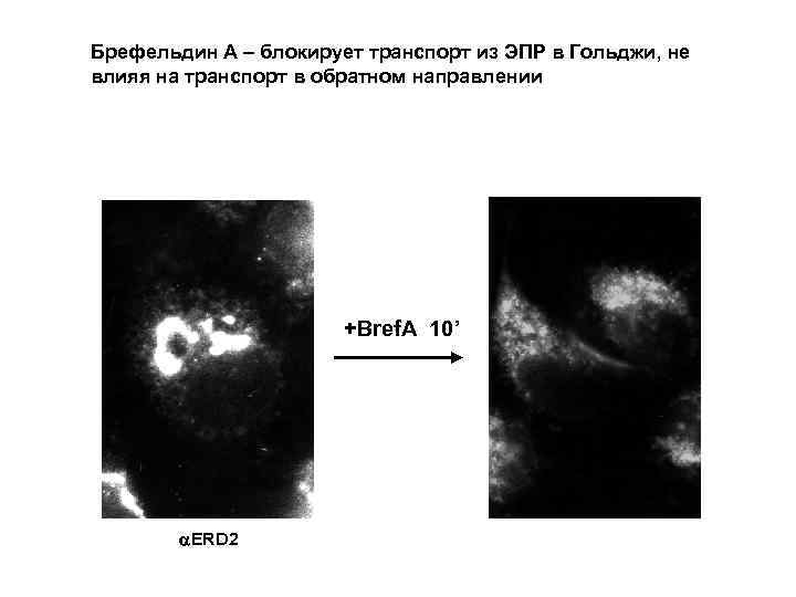 Брефельдин А – блокирует транспорт из ЭПР в Гольджи, не влияя на транспорт в