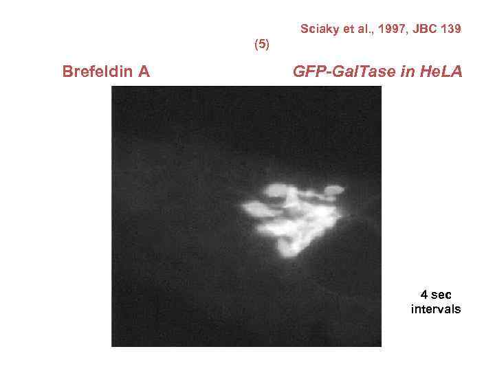 Sciaky et al. , 1997, JBC 139 (5) Brefeldin A GFP-Gal. Tase in He.