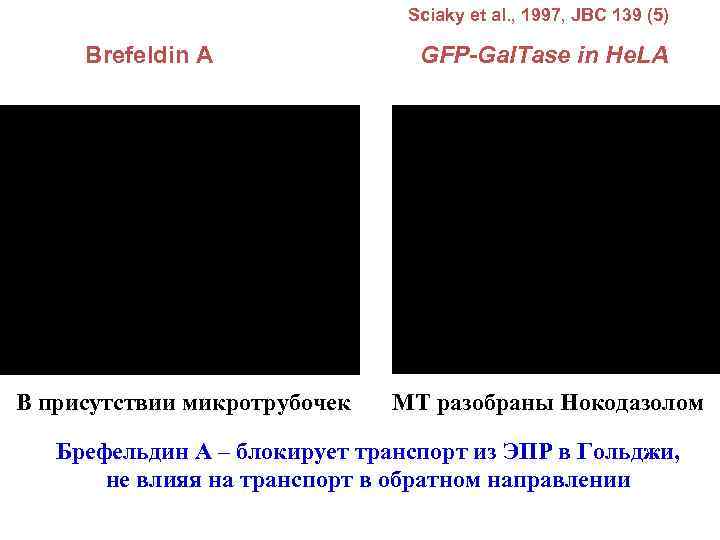 Sciaky et al. , 1997, JBC 139 (5) Brefeldin A В присутствии микротрубочек GFP-Gal.