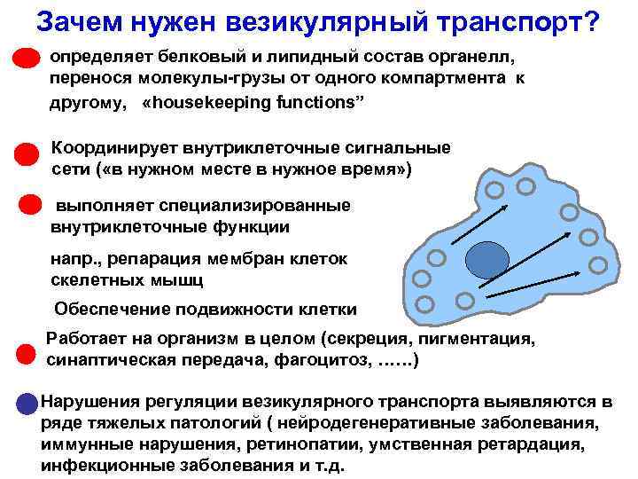 Зачем нужен везикулярный транспорт? определяет белковый и липидный состав органелл, перенося молекулы-грузы от одного