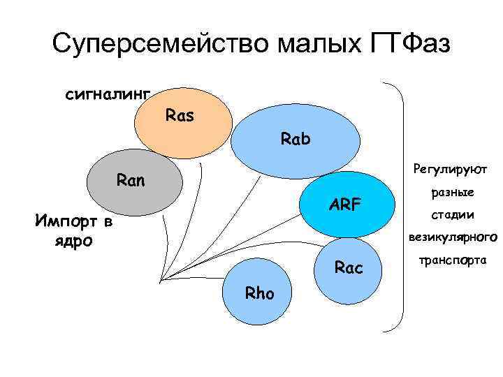 Суперсемейство малых ГТФаз сигналинг Ras Rab Регулируют Ran ARF Импорт в ядро разные стадии